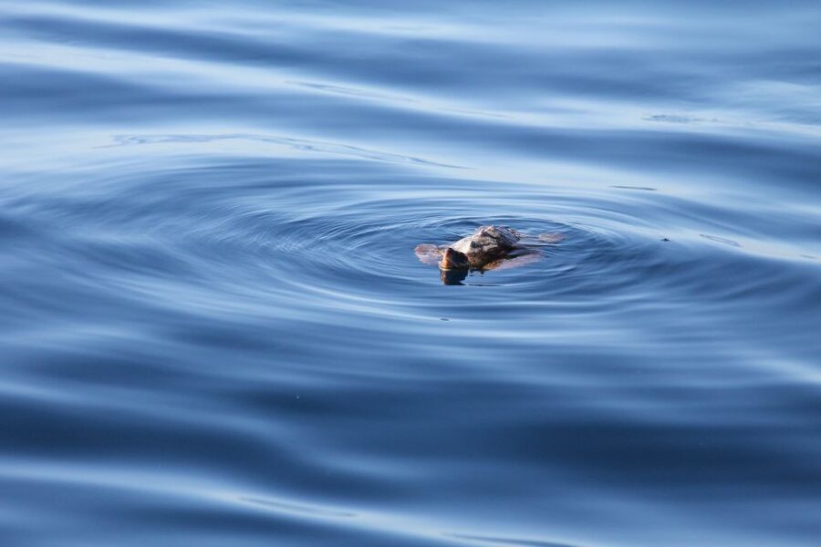 Puerto Colon : Whale & Dolphins Sailing Excursion - The hydrophone: why this tour feels different even on a quiet day