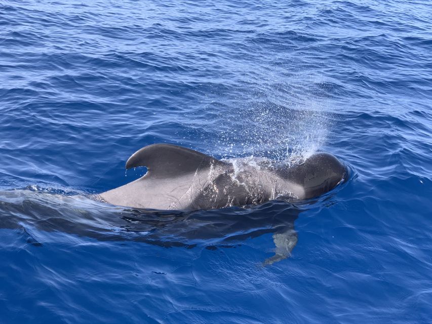 Puerto Colon : Whale & Dolphins Sailing Excursion - The sailing route: Teno-Rasca Special Conservation Zone, then back for beach time