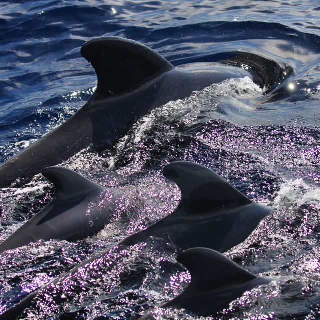 Puerto Colon : Whale & Dolphins Sailing Excursion - Diego Hernández Beach (Hippie Beach) is the payoff for your swim and snorkel time
