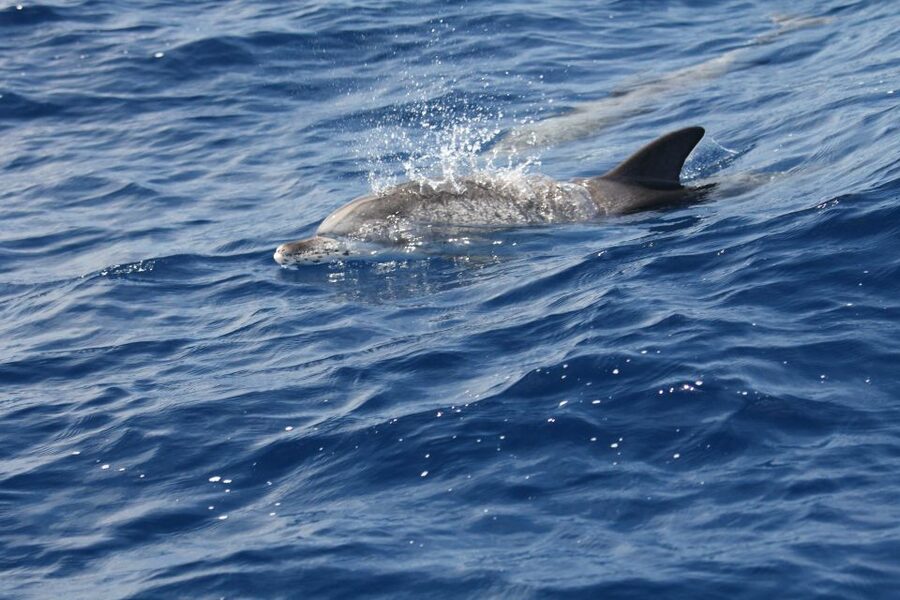 Puerto Colon : Whale & Dolphins Sailing Excursion - Canarian lunch onboard: simple, local, and actually part of the experience