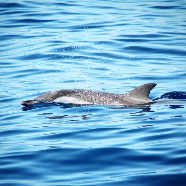 Puerto Colon : Whale & Dolphins Sailing Excursion - How the 3-hour vs 6-hour options change your odds