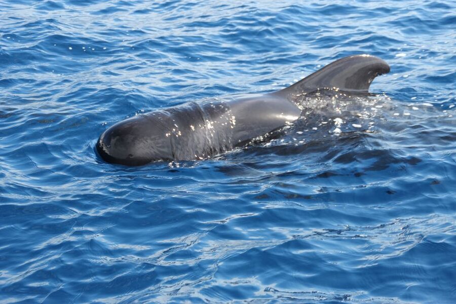 Puerto Colon : Whale & Dolphins Sailing Excursion - What you’re actually looking for offshore (pilot whales, dolphins, turtles)