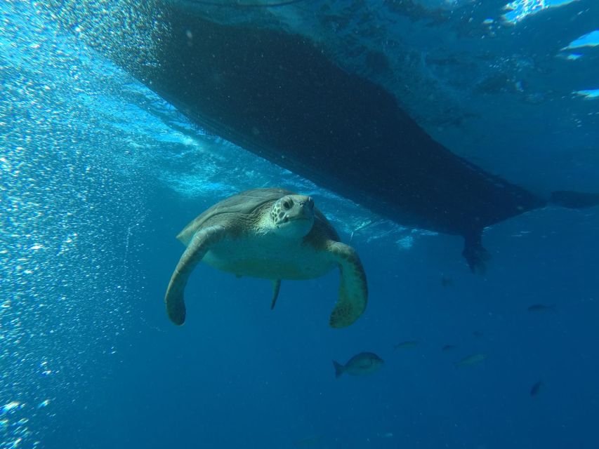 Puerto Colon: Whale-Watching Sailing Tour with Meal & a Swim - Quick take: what makes this sailing tour work