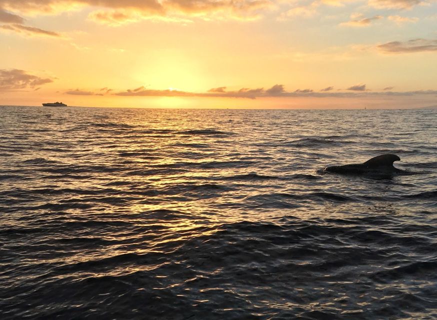 Puerto Colon: Whale-Watching Sailing Tour with Meal & a Swim - Anchored in the bay: sandwiches with beer or a drink