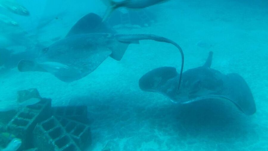 Puerto de la Cruz: Submarine Trip and Beach Stop in Tenerife - Price and value: is $87 per person fair for this mix?
