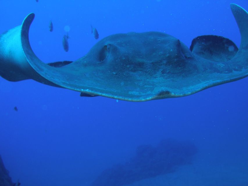 Puerto de la Cruz: Submarine Trip and Beach Stop in Tenerife - Who this tour suits best, and who should pass