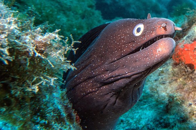 RECREATIONAL DIVE (certified divers only) : Explore Canarian Sealife - The 3 Hours That Feel Like More: Two Sites and No Hurry