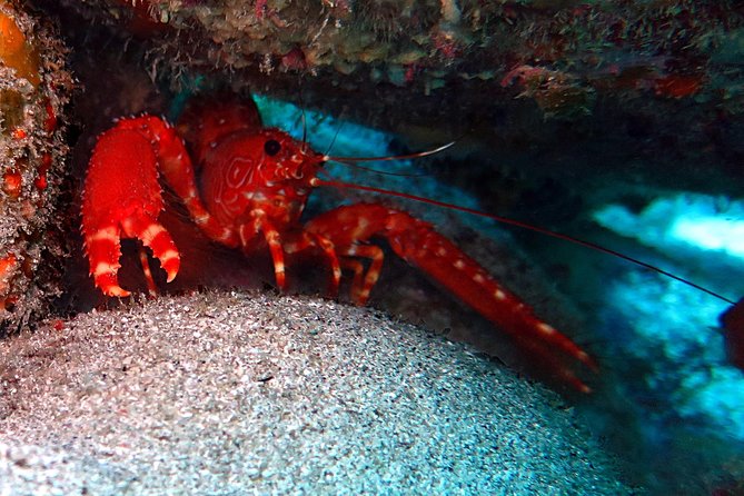 RECREATIONAL DIVE (certified divers only) : Explore Canarian Sealife - What’s Included: Gear, Photos, and Coffee or Tea