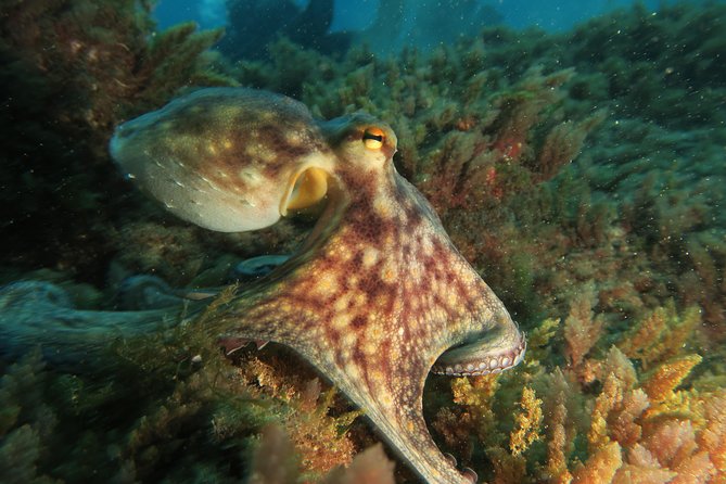 RECREATIONAL DIVE (certified divers only) : Explore Canarian Sealife - Where You Meet in Las Galletas and How to Get Ready
