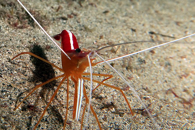 RECREATIONAL DIVE (certified divers only) : Explore Canarian Sealife - What the Two-Site Plan Means for Your Brain Underwater