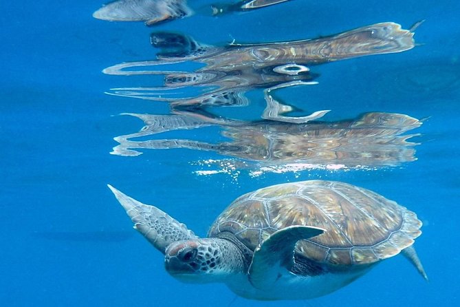 RECREATIONAL DIVE (certified divers only) : Explore Canarian Sealife - Price and Value: Is $114.93 Worth It?