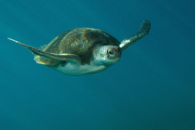 RECREATIONAL DIVE (certified divers only) : Explore Canarian Sealife - How They Match Your Certification to Depth and Site