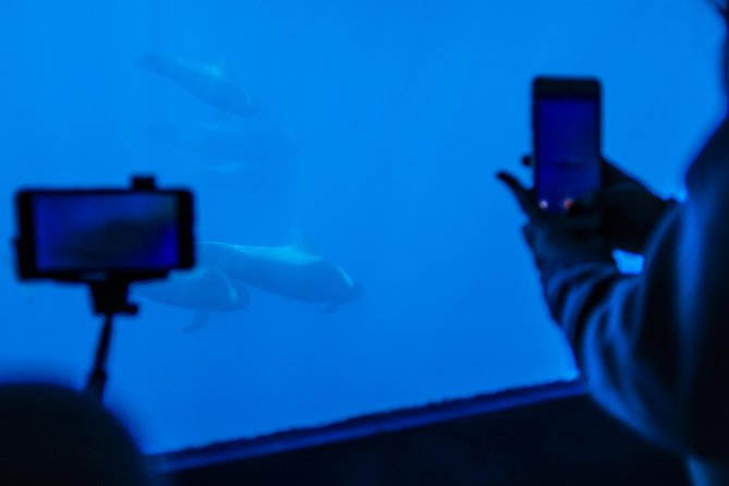 Royal Delfin - 2Hour Sustainable Dolphin & Whale Watching Mini Cruise - Where You Meet in Playa de la Américas and How the Timing Works