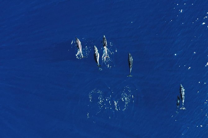 Royal Delfin 3H Dolphin & Whale Watching! Swimming & Lunch! - Royal Delfín Catamaran: Underwater Windows That Actually Change the Game