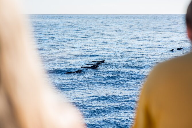 Royal Delfin - 4'5H Dolphin & Whale Watching - Los Gigantes Masca - Lunch & Swim - The Southwest Coast Cruise Toward Los Gigantes