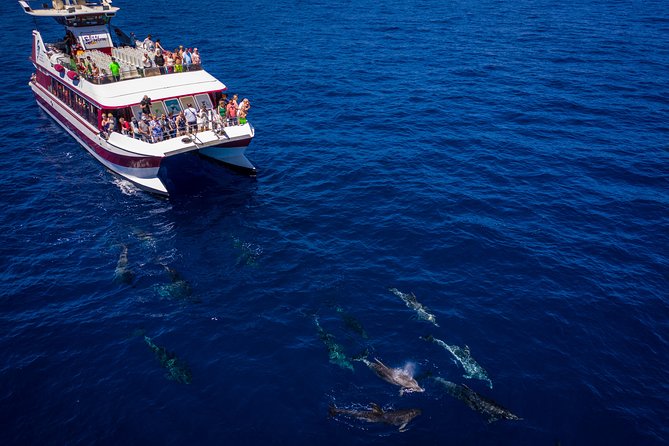 Royal Delfin - 4'5H Dolphin & Whale Watching - Los Gigantes Masca - Lunch & Swim - Lunch on Board: Included, Timed Well, and What to Expect