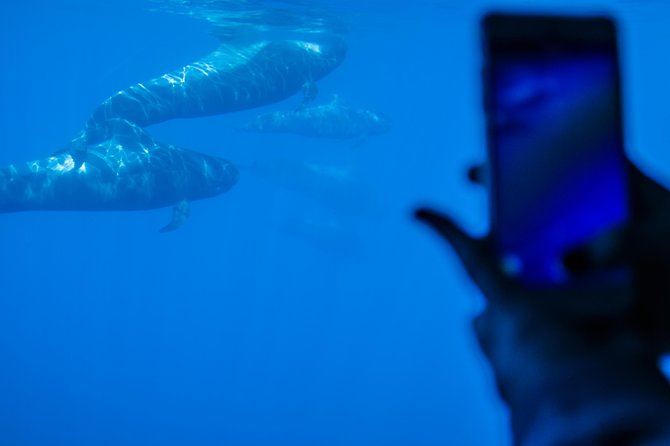 Royal Delfin - 4'5H Dolphin & Whale Watching - Los Gigantes Masca - Lunch & Swim - Drinks, Music, and the Onboard Vibe