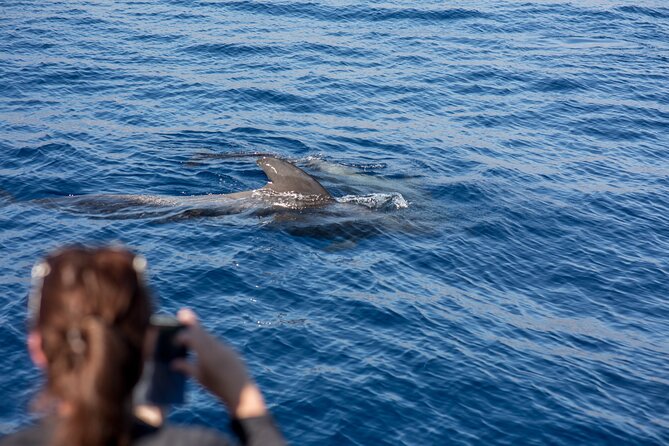 Royal Dolphin Whale watching excursion - Meeting at Royal Delfin in Puerto Colón: easy to find, no pick-up