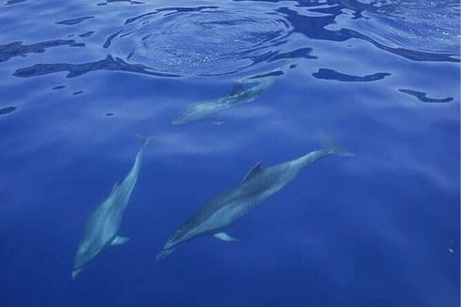 Sailing Yacht on a Private Charter - Marine-life watching that actually feels like watching, not rushing