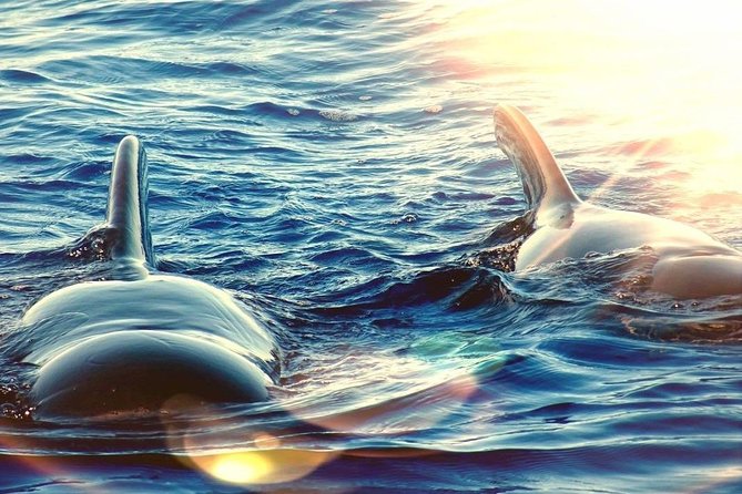 Sailing Yacht on a Private Charter - Your 3 hours on the water: coastline cruising, whales, dolphins, turtles