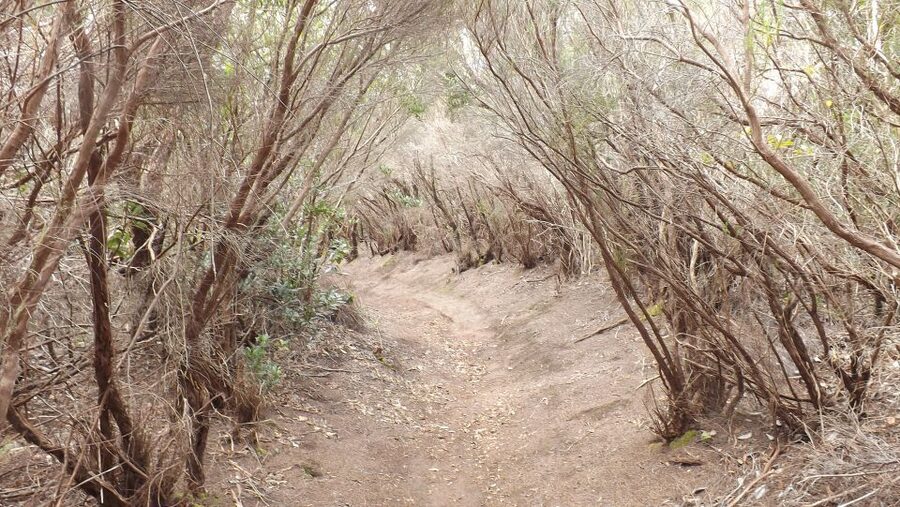 Santa Cruz de Tenerife: 2-Hour Hiking Tour in Anaga Forest - Why Anaga Forest feels special for a 2.5-hour beginner hike