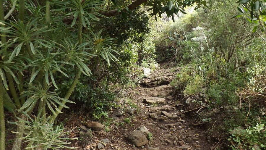 Santa Cruz de Tenerife: 2-Hour Hiking Tour in Anaga Forest - Views and Canarian details you’ll notice as you go