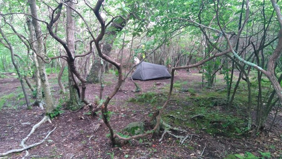 Santa Cruz de Tenerife: 2-Hour Hiking Tour in Anaga Forest - Who this tour suits best, and who should skip it