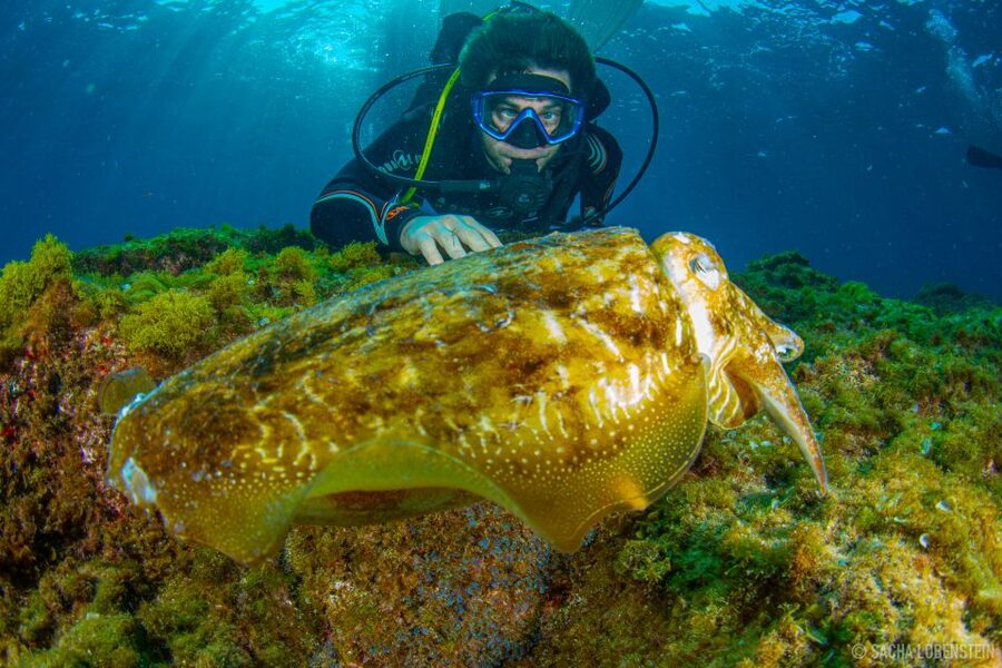 Santa Cruz de Tenerife: Advanced introductory course - Underwater life and clear waters, what you can realistically expect