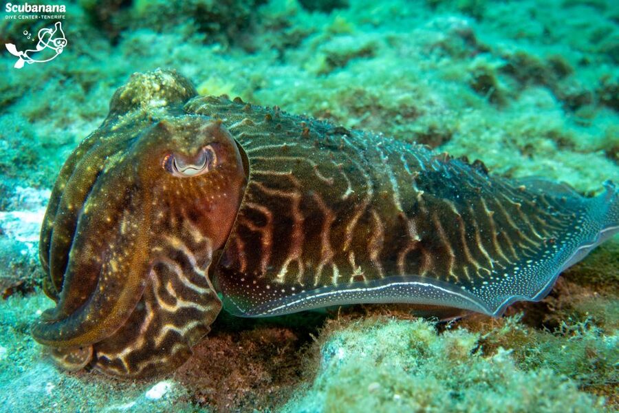 Santa Cruz de Tenerife: PADI Introductory Dive - Tips so you enjoy it more than you expect