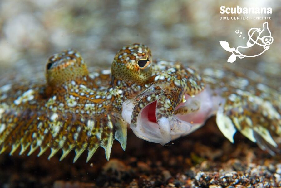 Santa Cruz de Tenerife: PADI Introductory Dive - Marine life in Radazul: watch, don’t chase