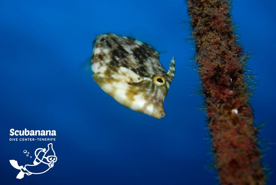 Santa Cruz de Tenerife: PADI Introductory Dive - Who this is best for, and who should reconsider