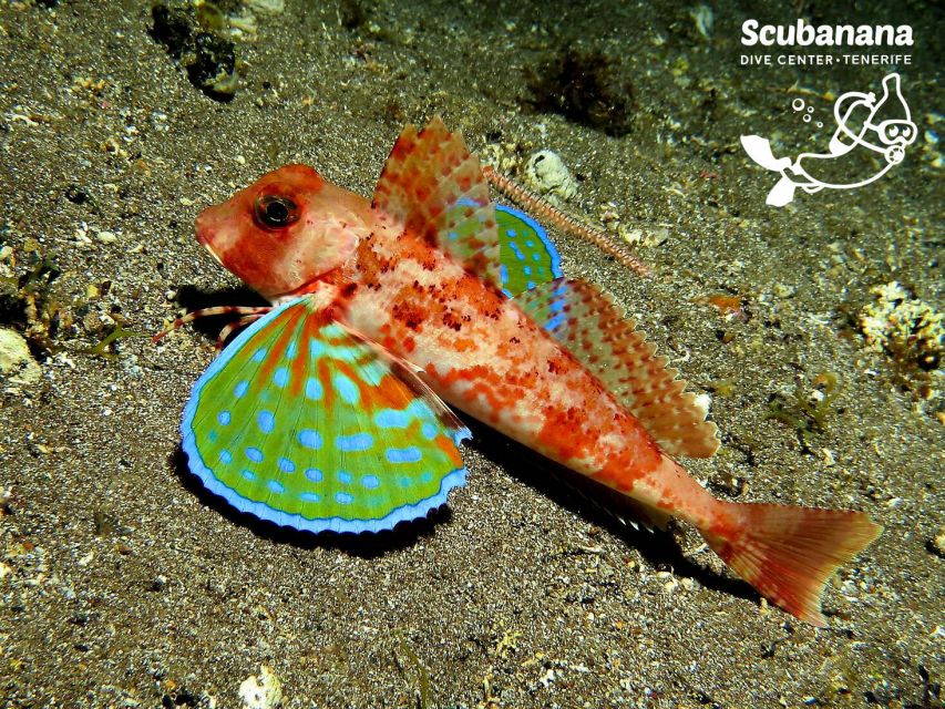 Santa Cruz de Tenerife: PADI Introductory Dive - What the day feels like in practice (schedule you can plan around)