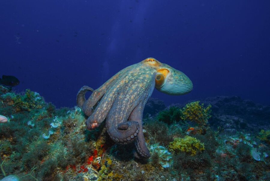Santa Cruz de Tenerife: PADI Introductory Dive - Meet at Scubanana in Puerto Deportivo Radazul, then get kitted up