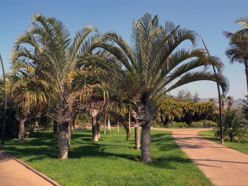 Santa Cruz de Tenerife Palmetum Entry Ticket - What you will see: 3,000+ plants and a world tour of palms