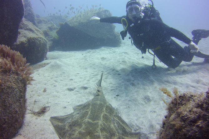 Scuba Diving Beginner's Session in Costa Adeje - Marine life highlights: fish, coral, and the lucky surprises