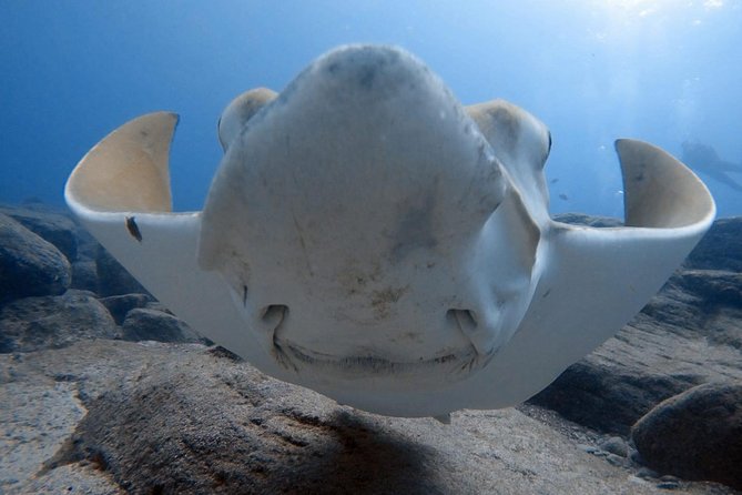 Scuba Diving for Certified Divers in Costa Adeje - Key highlights that matter (Costa Adeje scuba, done practical)