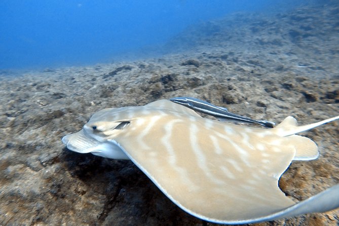Scuba Diving for Certified Divers in Costa Adeje - Equipment setup: what’s included, what’s optional, and what to check