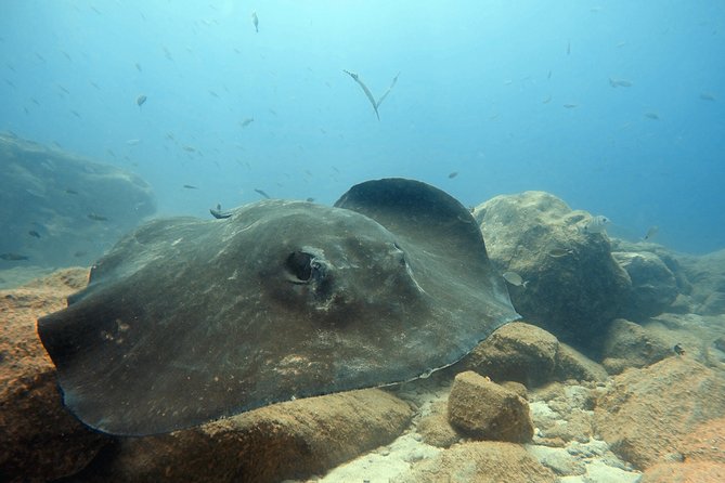 Scuba Diving for Certified Divers in Costa Adeje - Price and value: what you’re really paying for at $66.37
