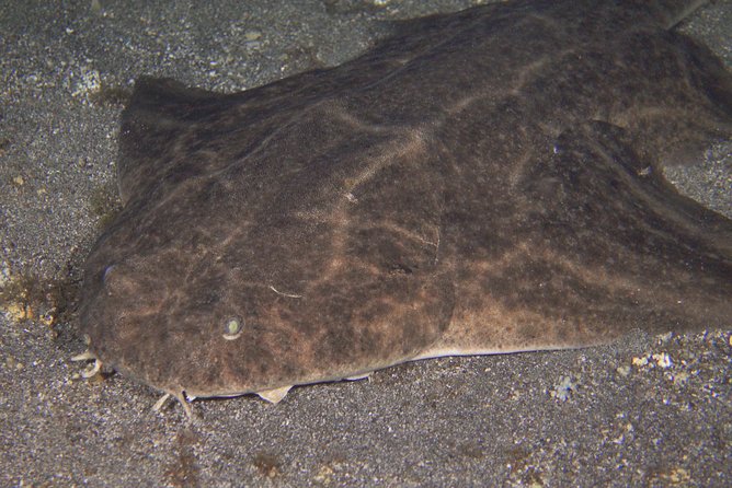Scuba Night Dive on Tenerife - Tenerife Turns Into Torch-Lit Marine Night Life