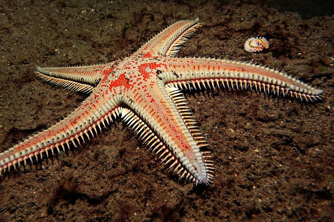 Scuba Night Dive on Tenerife - What You Actually See at Night in Radazul Harbor and Bay