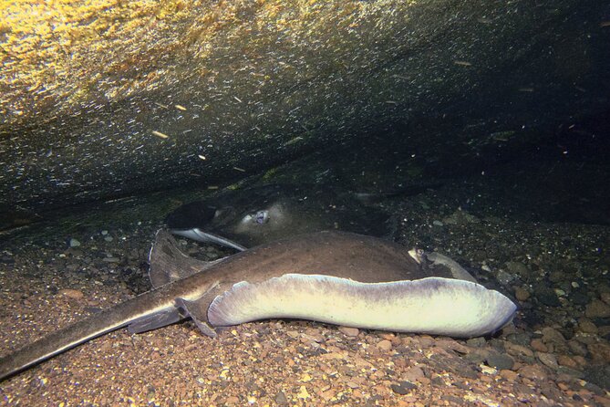 Scuba Night Dive on Tenerife - Price, Value, and What You Might Pay Extra Elsewhere