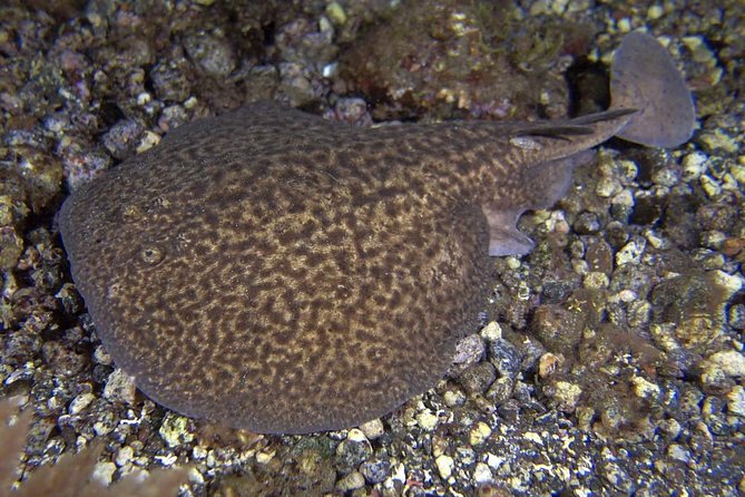 Scuba Night Dive on Tenerife - Getting Started at Scubanana in Radazul (Meet Point to Gear Check)