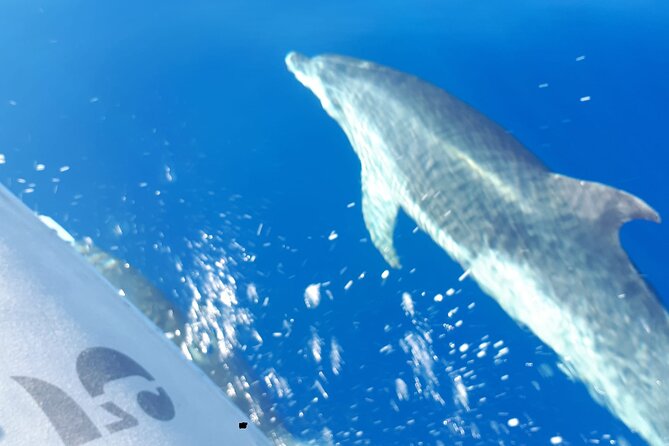 SEA SAFARI Dolphins, Whales, 3h speedboat DISCOVERY-TOUR - Why this fast 3-hour Sea Safari from Puerto Colón feels like a smart Tenerife day