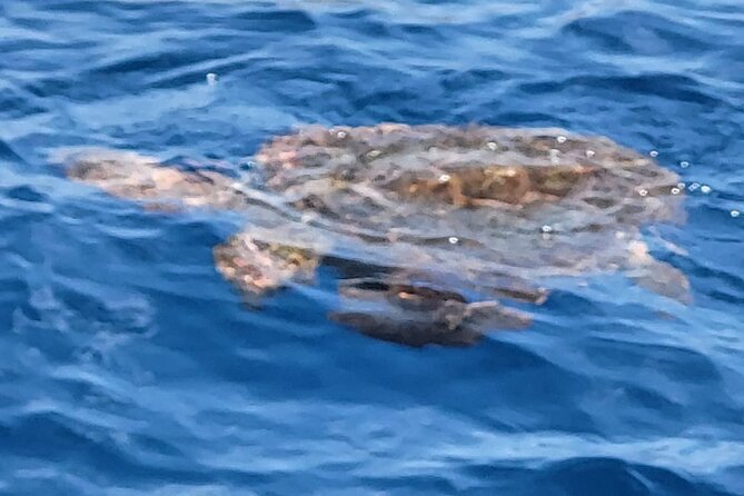 SEA SAFARI Dolphins, Whales, 3h speedboat DISCOVERY-TOUR - The return along Tenerife’s south coast, with cliffs and a final scan for life
