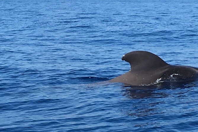 SEA SAFARI Dolphins, Whales, 3h speedboat DISCOVERY-TOUR - Price and value: where the $78.10 makes sense for a 3-hour outing