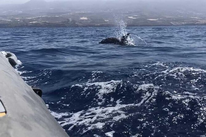 SEA SAFARI Dolphins,Whales, snorkeling, snack, drink, 3h private - Snorkeling and swim time without packing gear