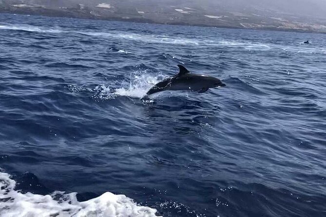 SEA SAFARI Dolphins,Whales, snorkeling, snack, drink, 3h private - Private group size up to 11 and what that changes on the water