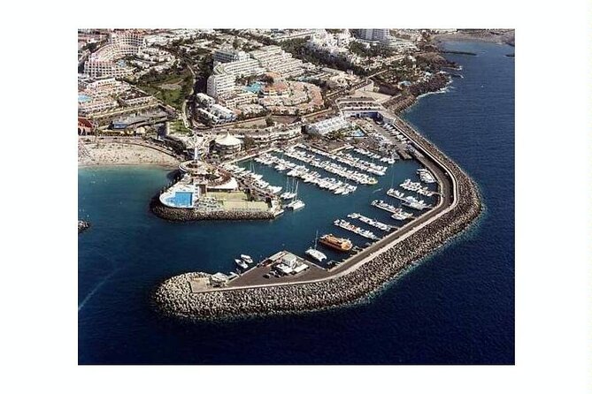 SEA SAFARI Dolphins,Whales, snorkeling, snack, drink, 3h private - Meeting at Sea Safari Tenerife and setting out from Puerto Colón