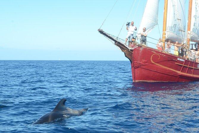 Sealife Dolphin & Whale Watching aboard Portuguese schooner - Setting Sail From Puerto Los Cristianos at 10:00