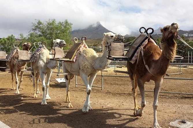 Skip the Line: Camel Park Tenerife Ticket - Key things to know before you go